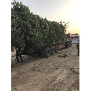 白蜡装车 ●规格齐全 ●基地直销 ●大量出售