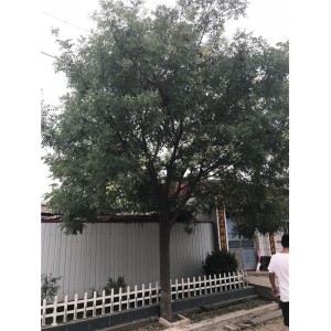 国槐 ●规格齐全 ●基地直销 ●大量出售
