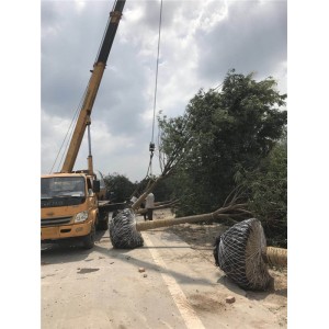 国槐装车 ●规格齐全 ●基地直销 ●大量出售