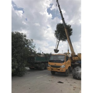 国槐装车 ●规格齐全 ●基地直销 ●大量出售