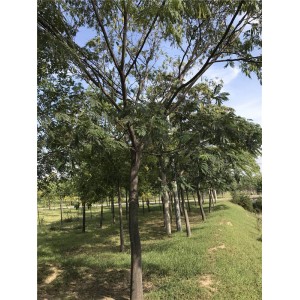合欢 ●规格齐全 ●基地直销●大量出售