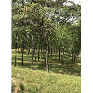 合欢 ●规格齐全 ●基地直销●大量出售