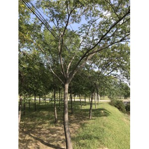 合欢 ●规格齐全 ●基地直销●大量出售