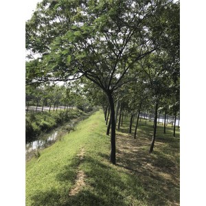 合欢 ●规格齐全 ●基地直销●大量出售