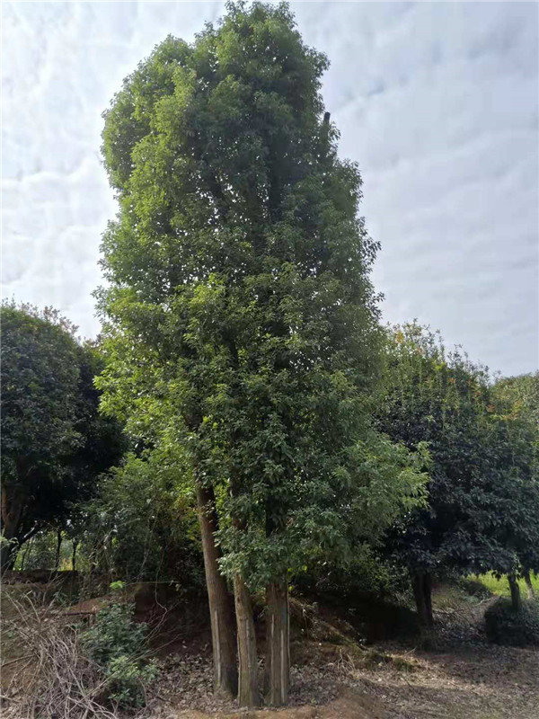 移栽丛生香樟