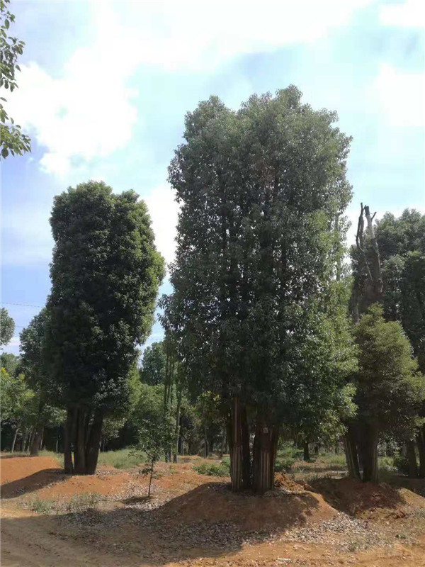 移栽丛生香樟