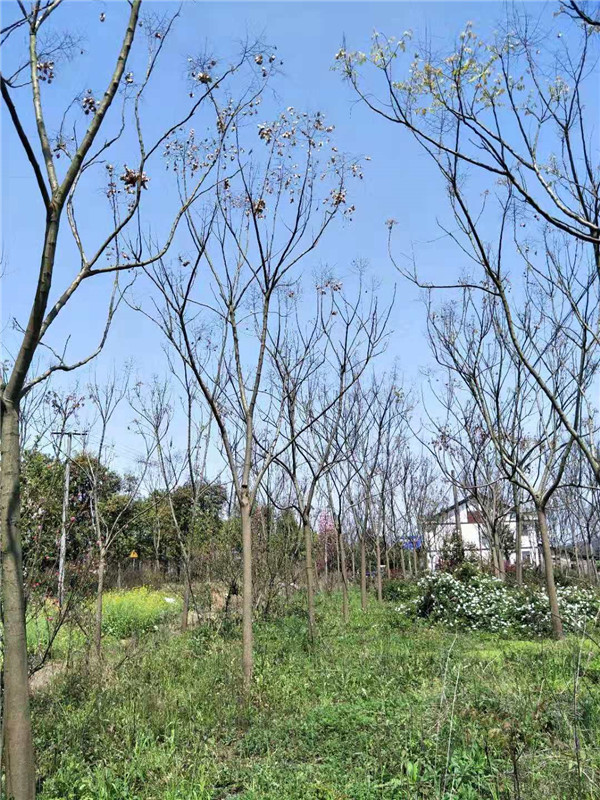 全冠黄山栾树
