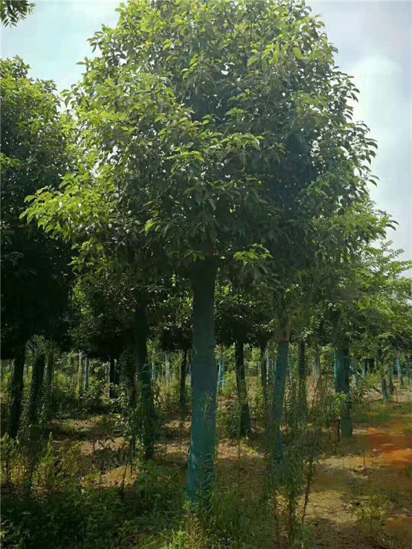 切杆移栽香樟