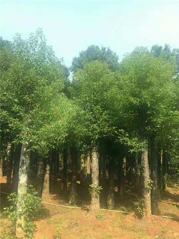 切杆移栽香樟