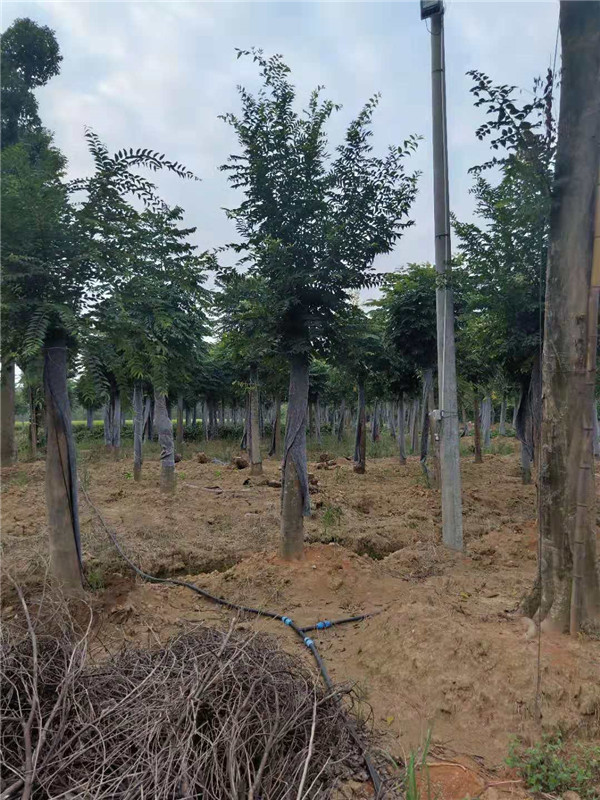 切杆移栽朴树