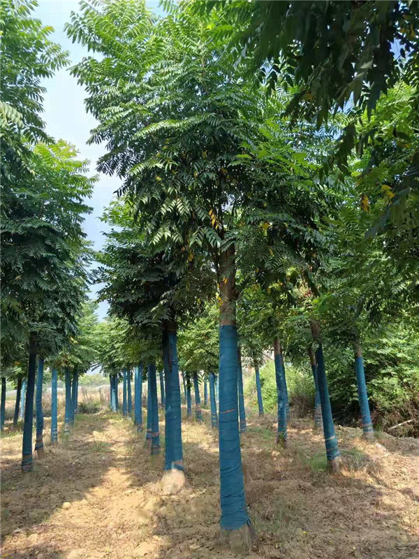 切杆移栽栾树