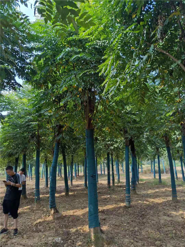 切杆移栽栾树