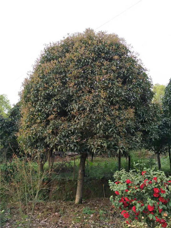 桂花