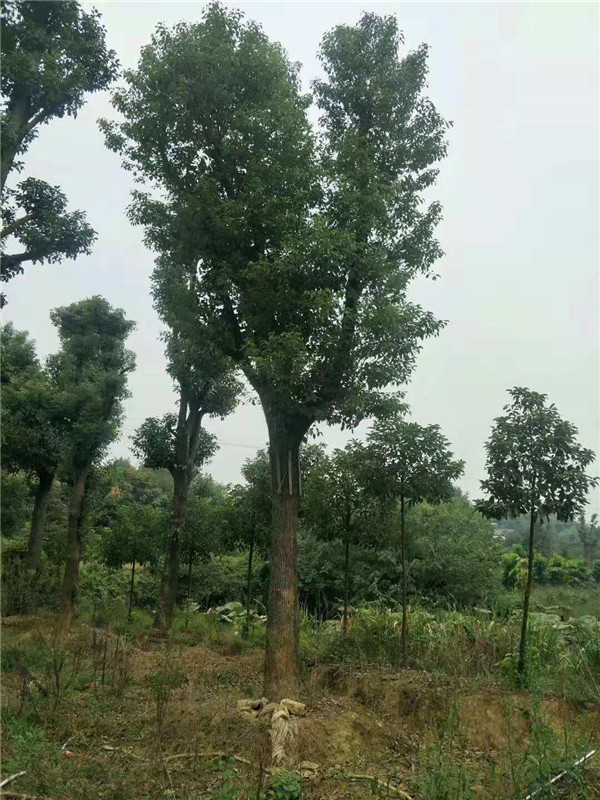 骨架移栽香樟