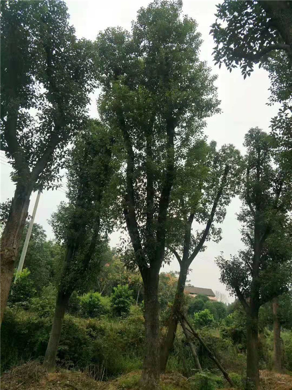 骨架移栽香樟