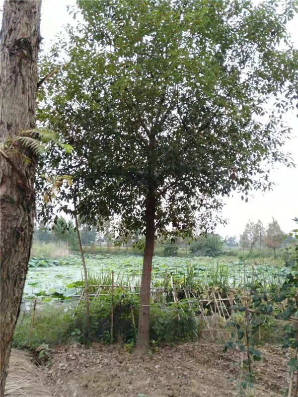 全冠香樟