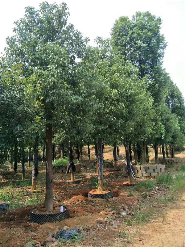 香樟袋苗15-20公分