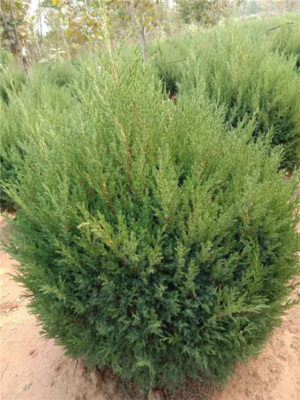蜀桧球