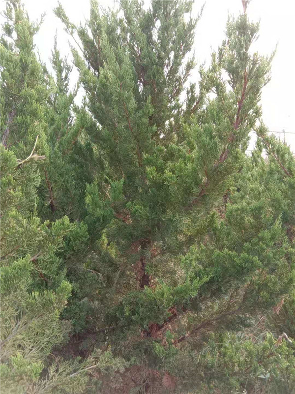 龙柏