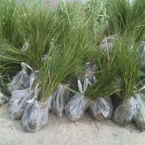 大米草（海盗草）