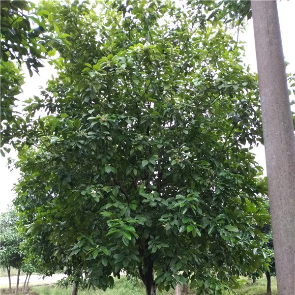 杨梅树