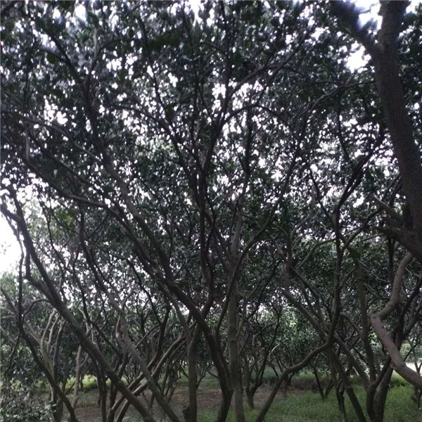 丛生胡柚