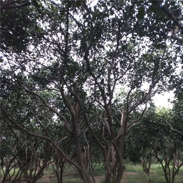 丛生胡柚