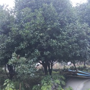 桂花