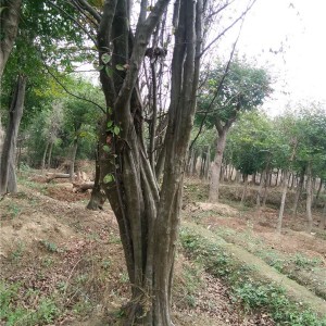 木瓜