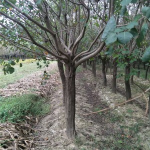 黄栌