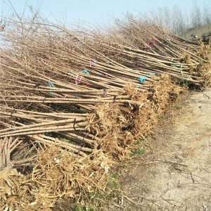 元宝枫小苗