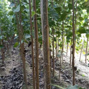 杨树苗批发