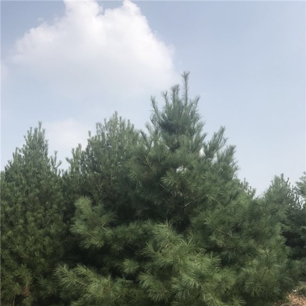 四米华山松