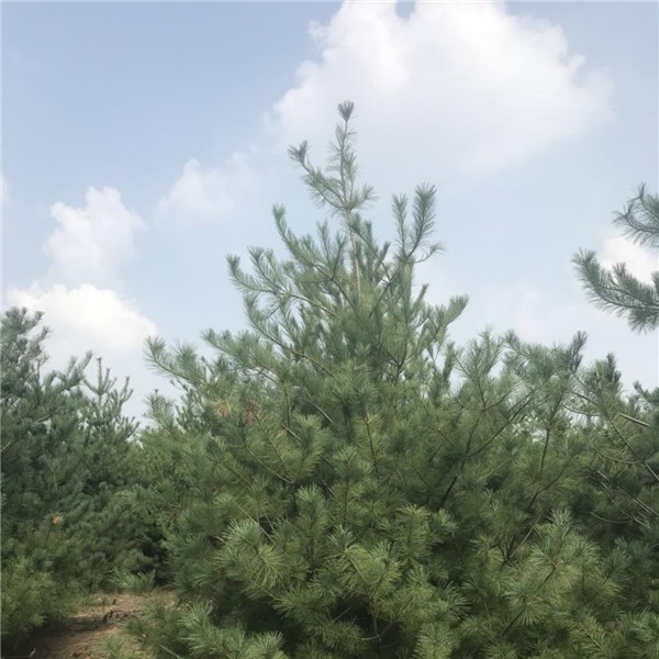 四米华山松