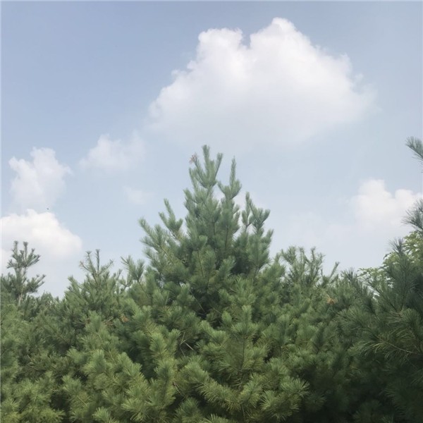 四米华山松