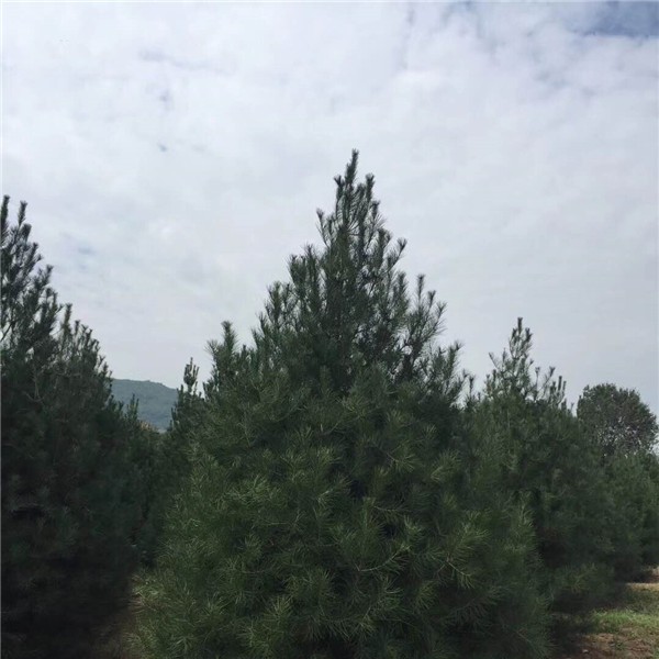 白皮松批发