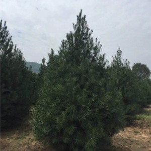 白皮松批发