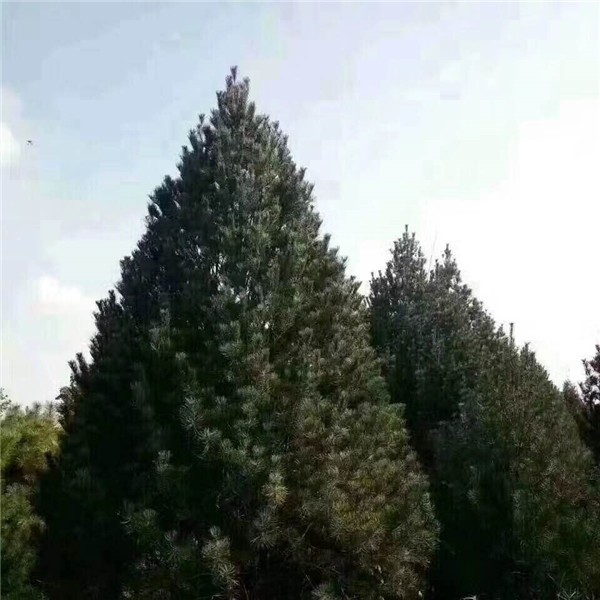 五米白皮松