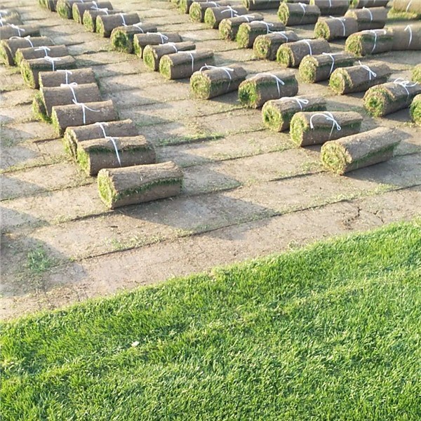 果岭草草坪