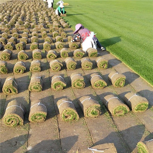 百慕大草坪、混播黑麦草基地