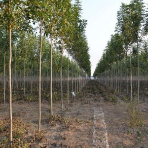 白蜡树