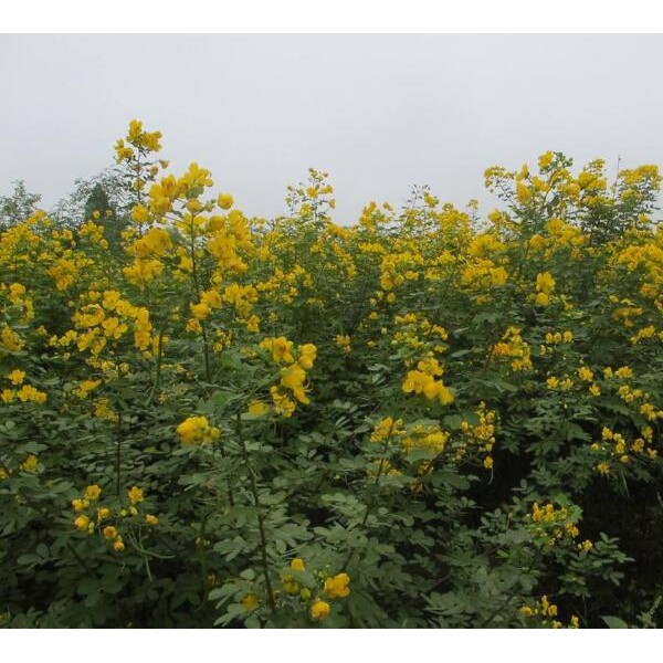 香花槐