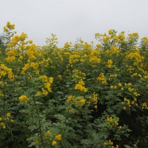 香花槐