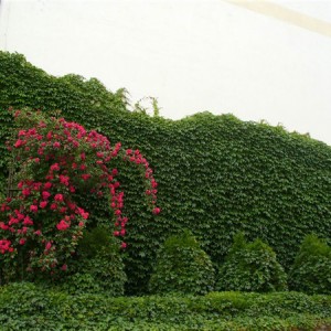 爬山虎