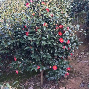 茶花