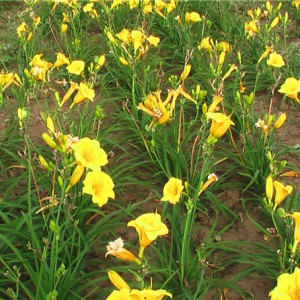 大花萱草