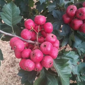 山楂苗