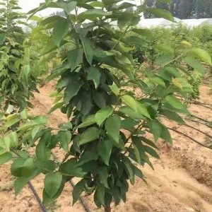 樱桃苗·美国一号