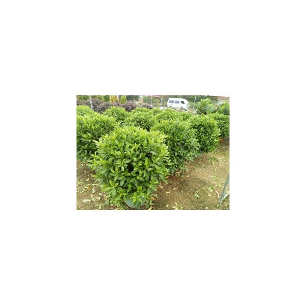 非州茉莉