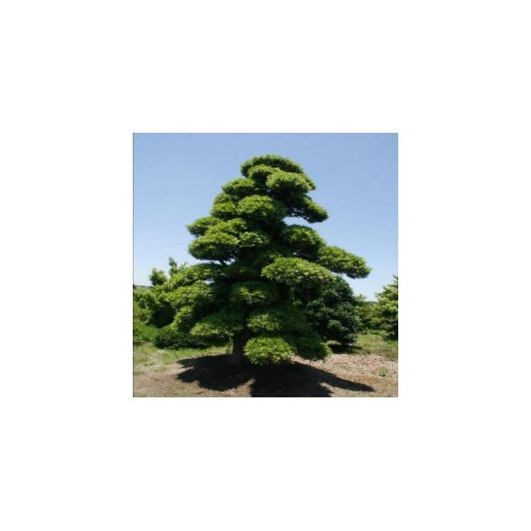 造型罗汉松